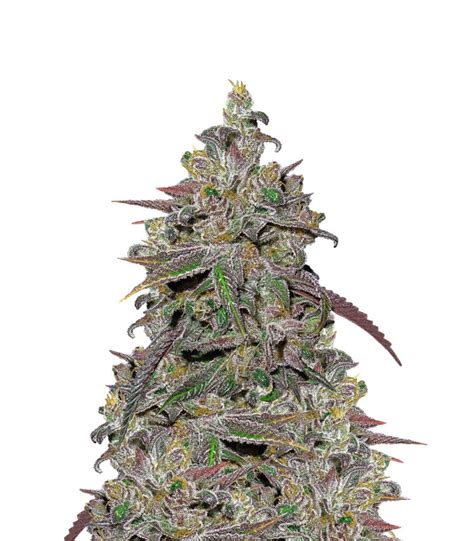 Mendocino Chanel Kush feminized seeds 